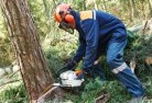 Linden NSWtree-felling-services-21.jpg; ?>