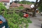 Linden NSWtree-felling-services-41.jpg; ?>